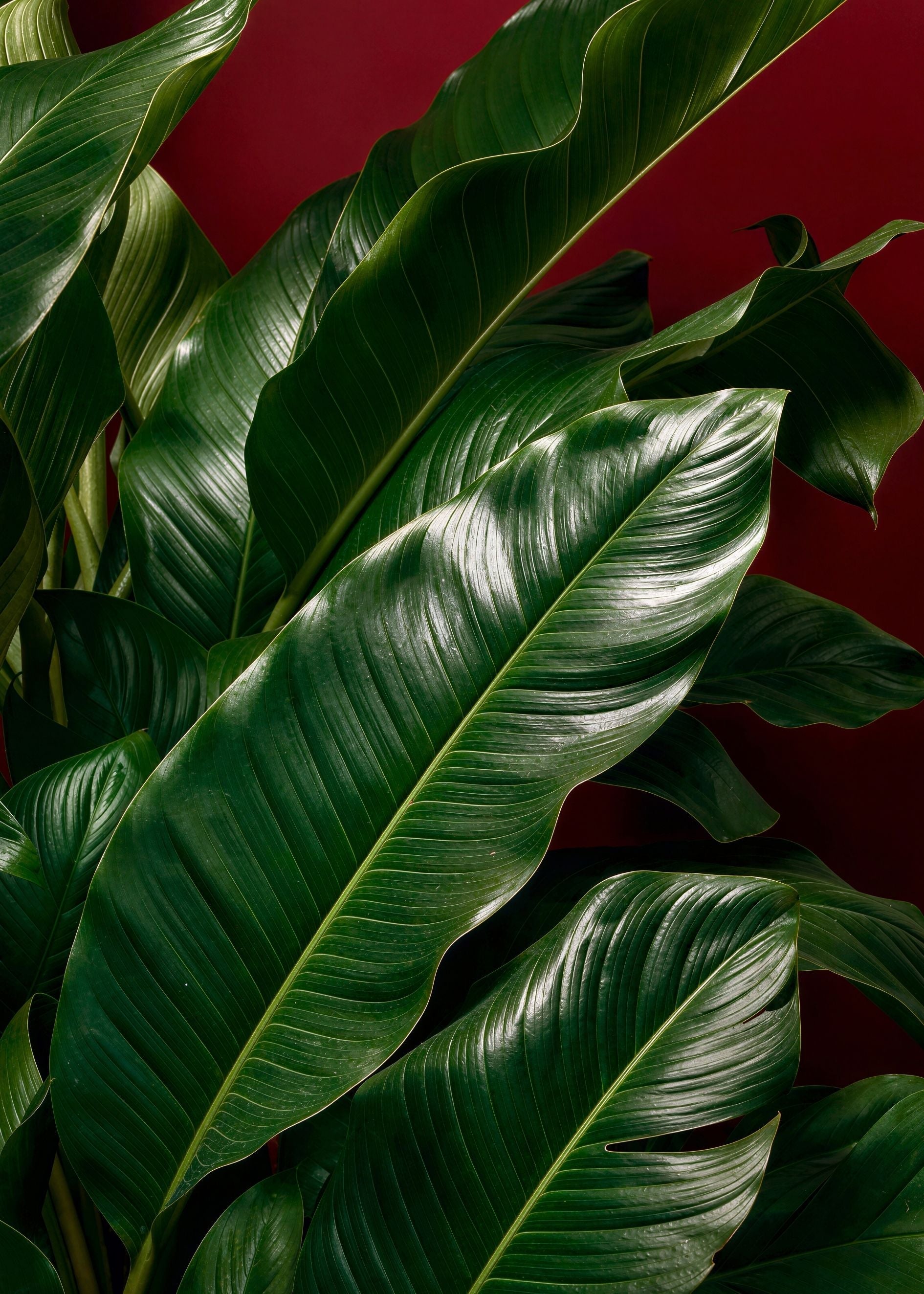Botanical