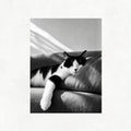 Cat Sleeping