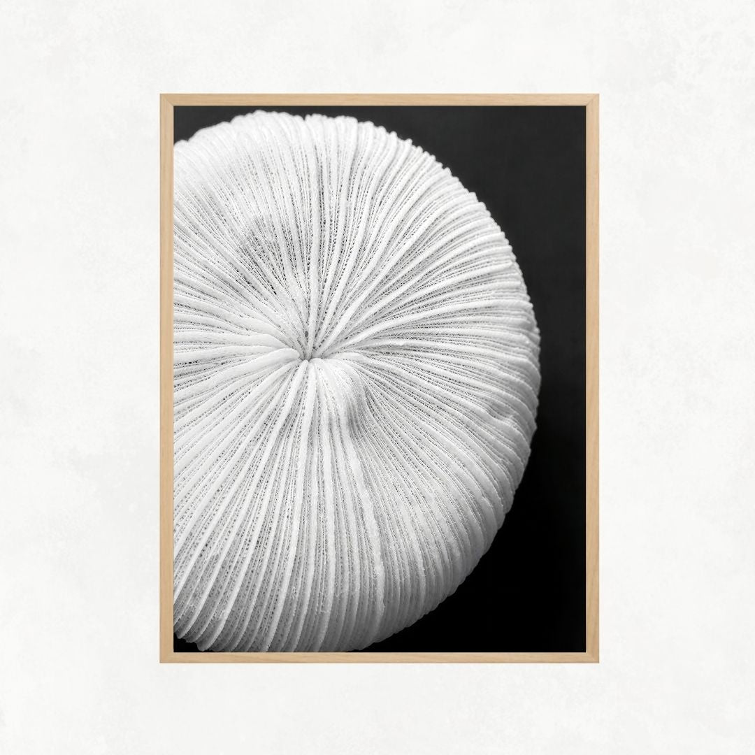 Seychelles Coral