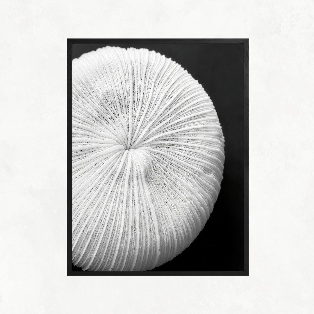 Seychelles Coral