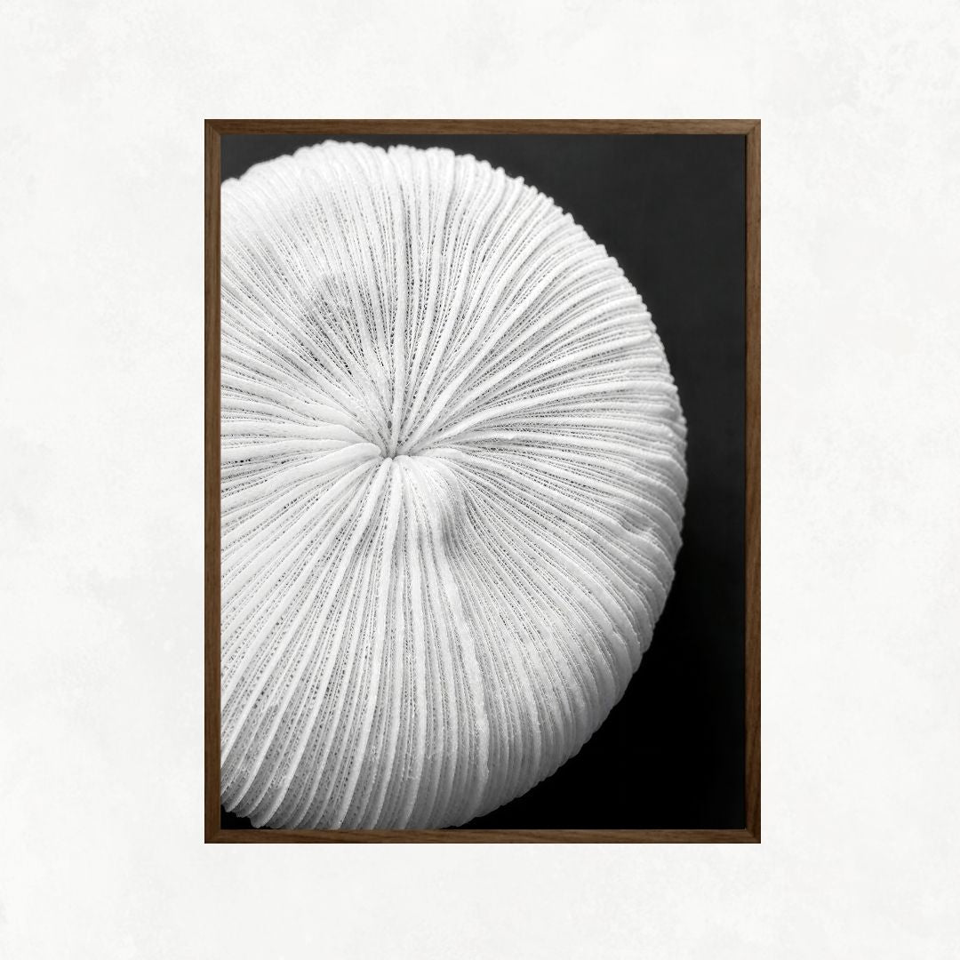 Seychelles Coral