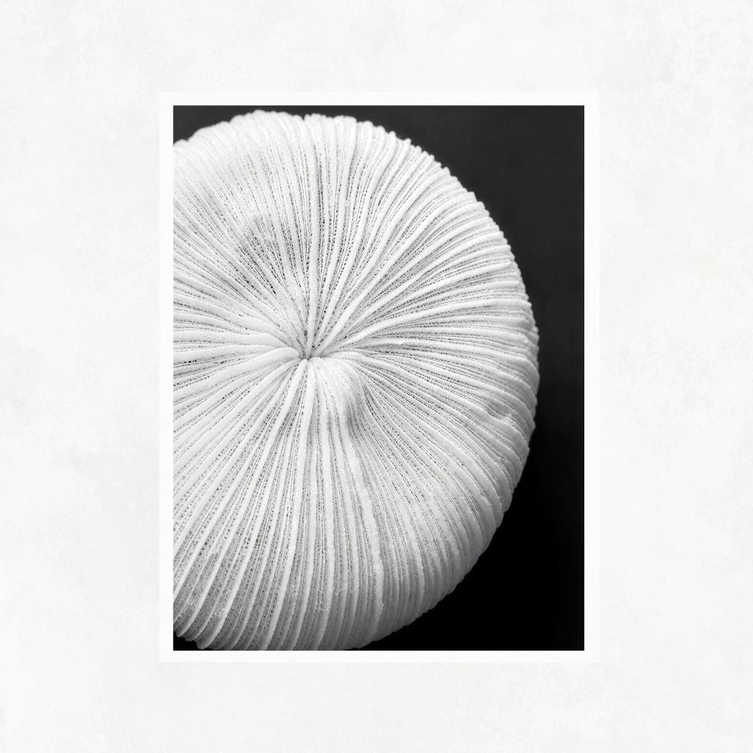Seychelles Coral