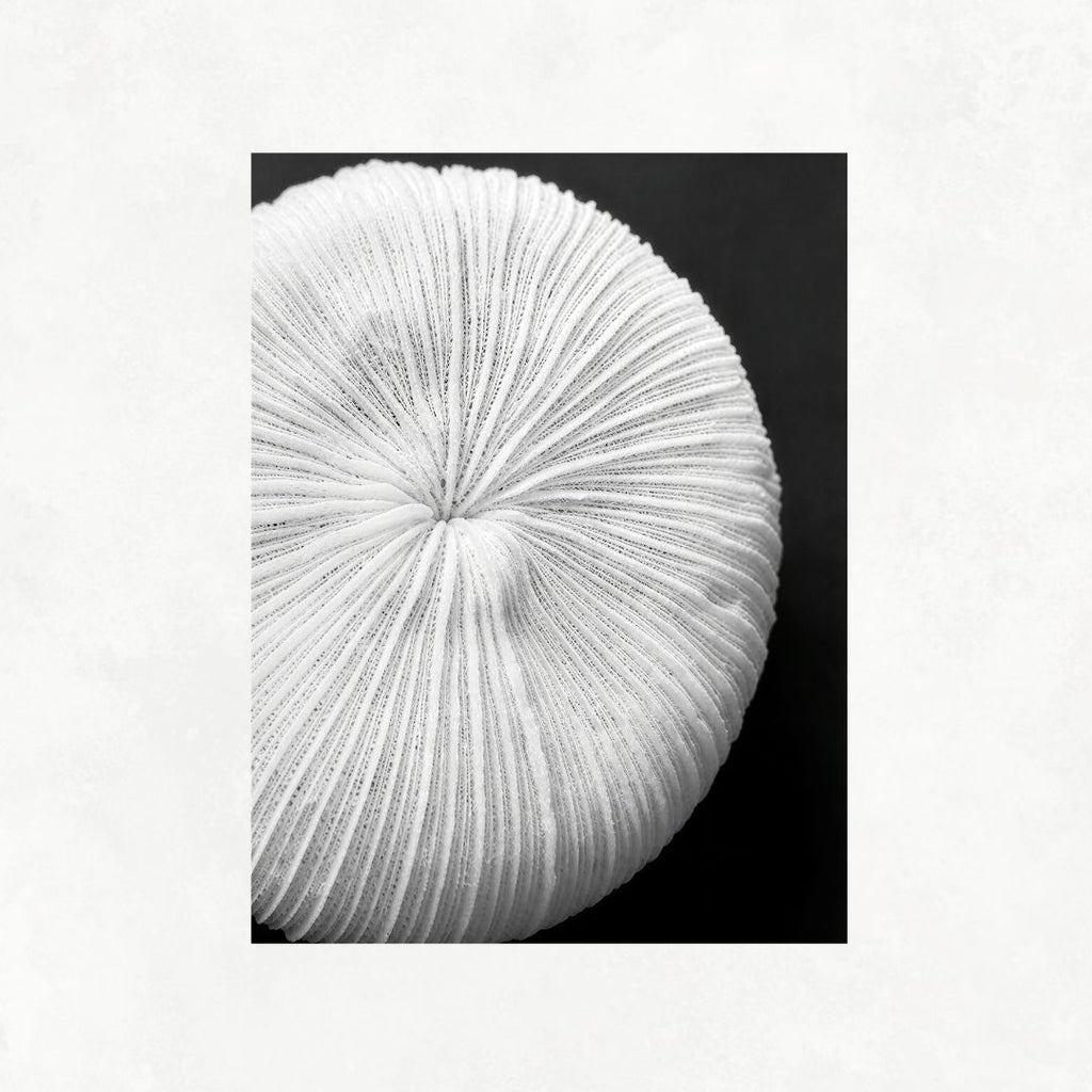 Seychelles Coral