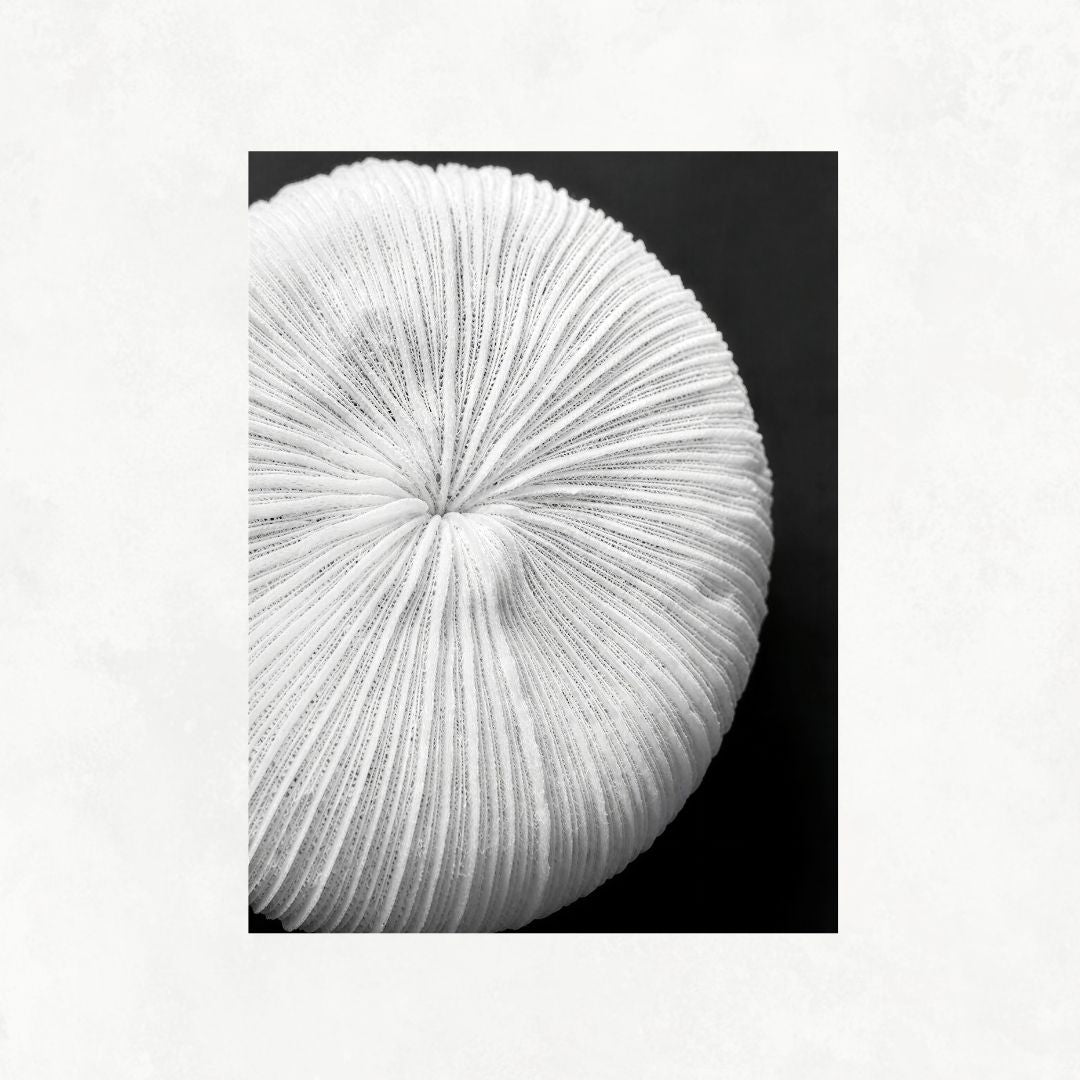 Seychelles Coral