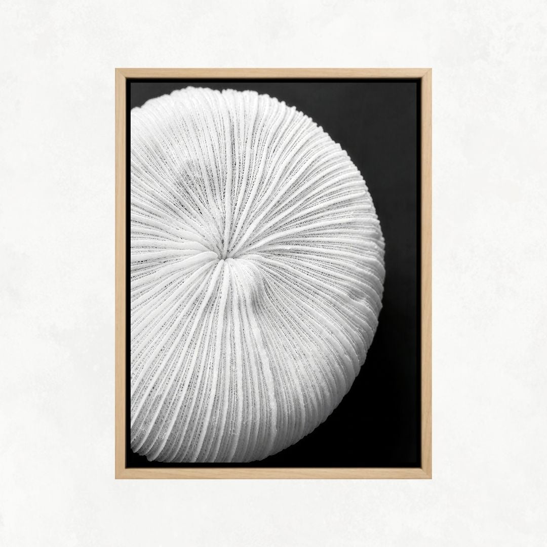 Seychelles Coral