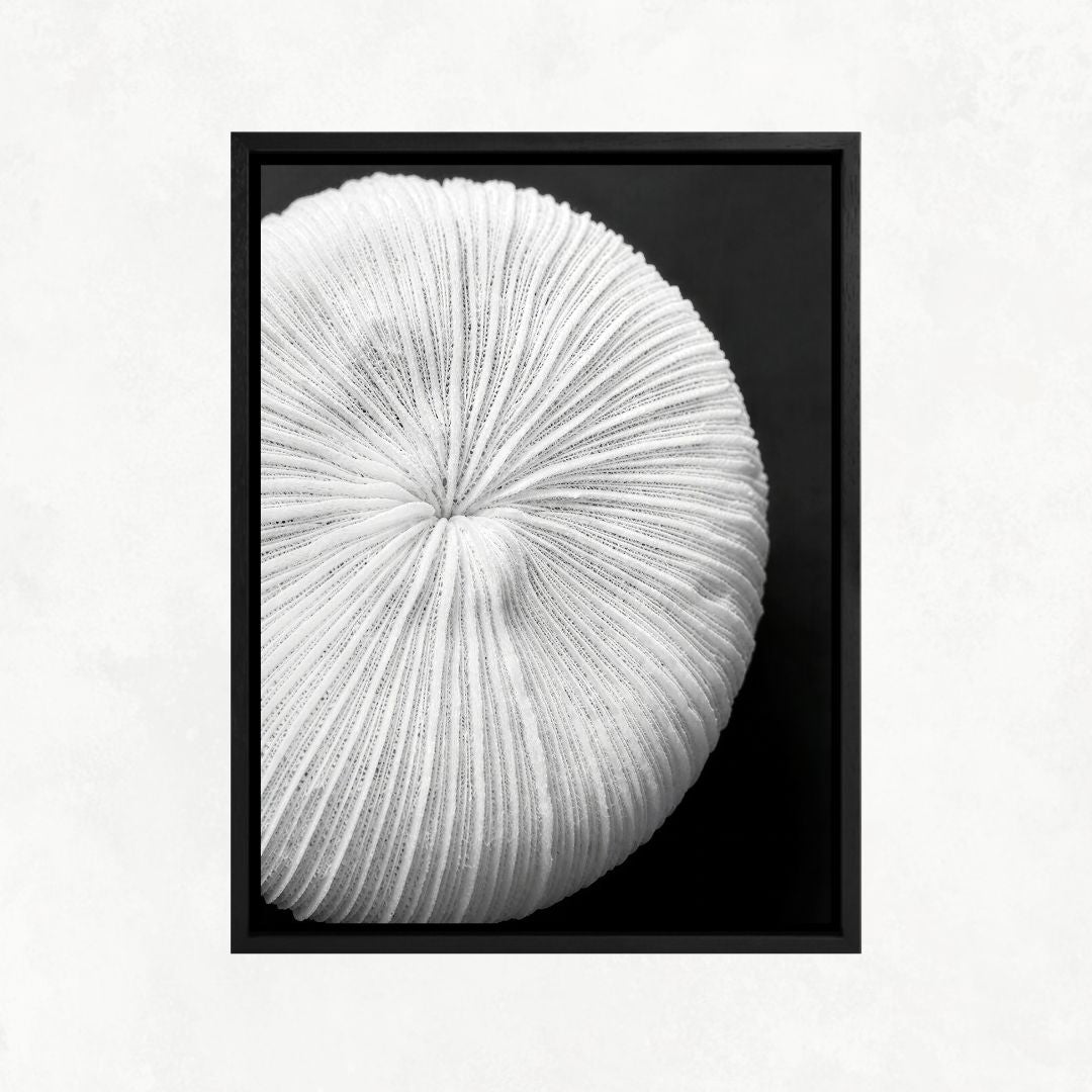 Seychelles Coral