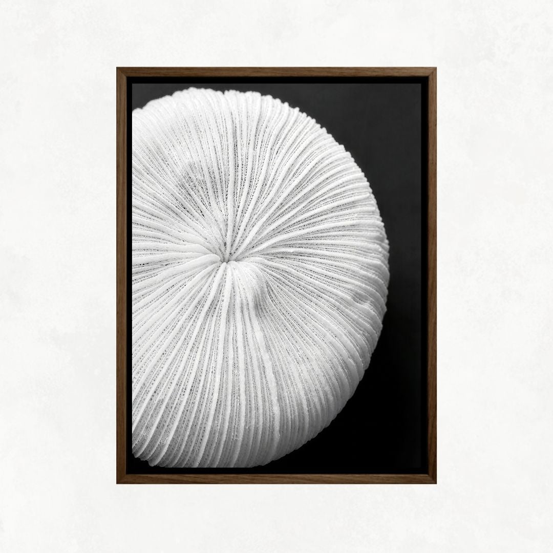 Seychelles Coral