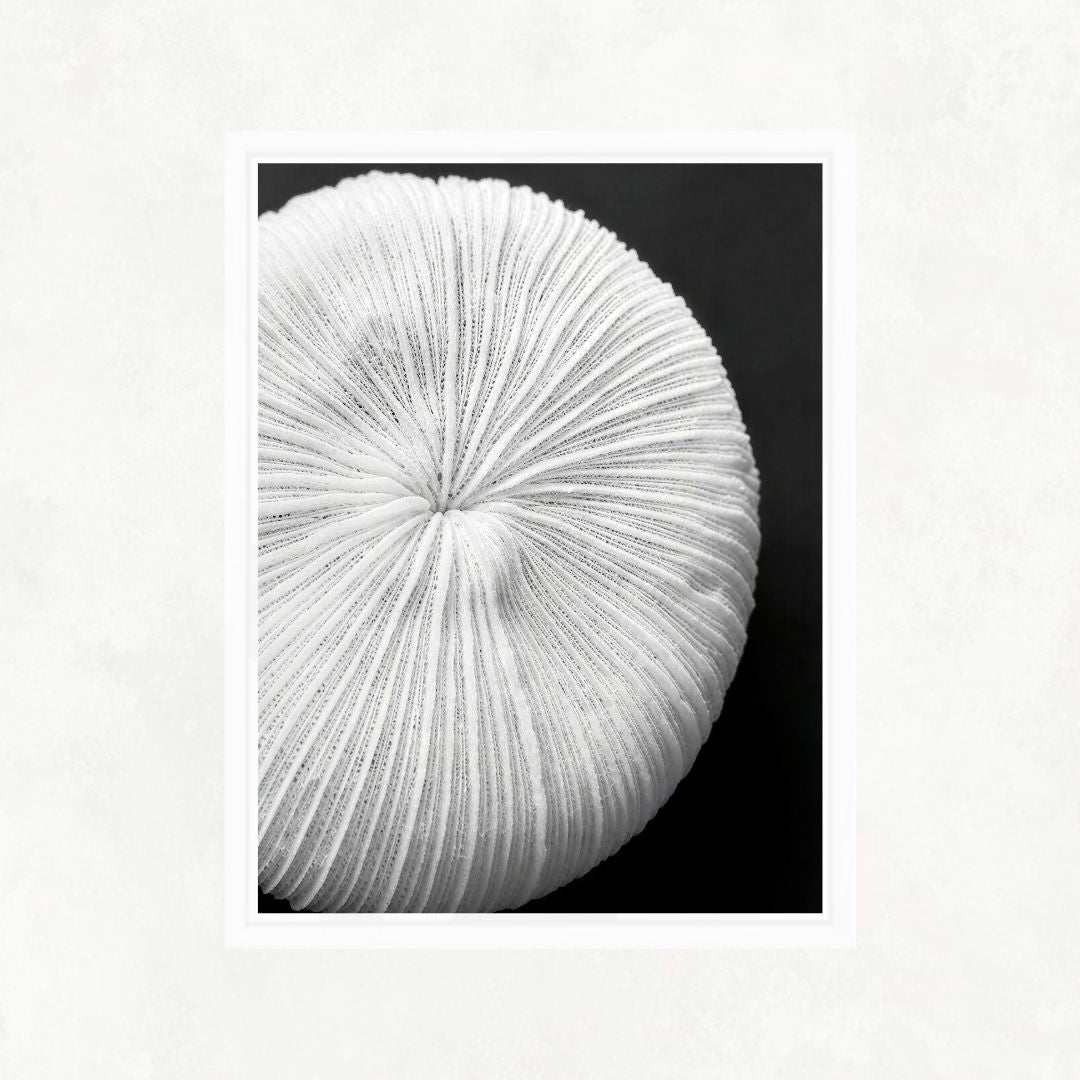 Seychelles Coral