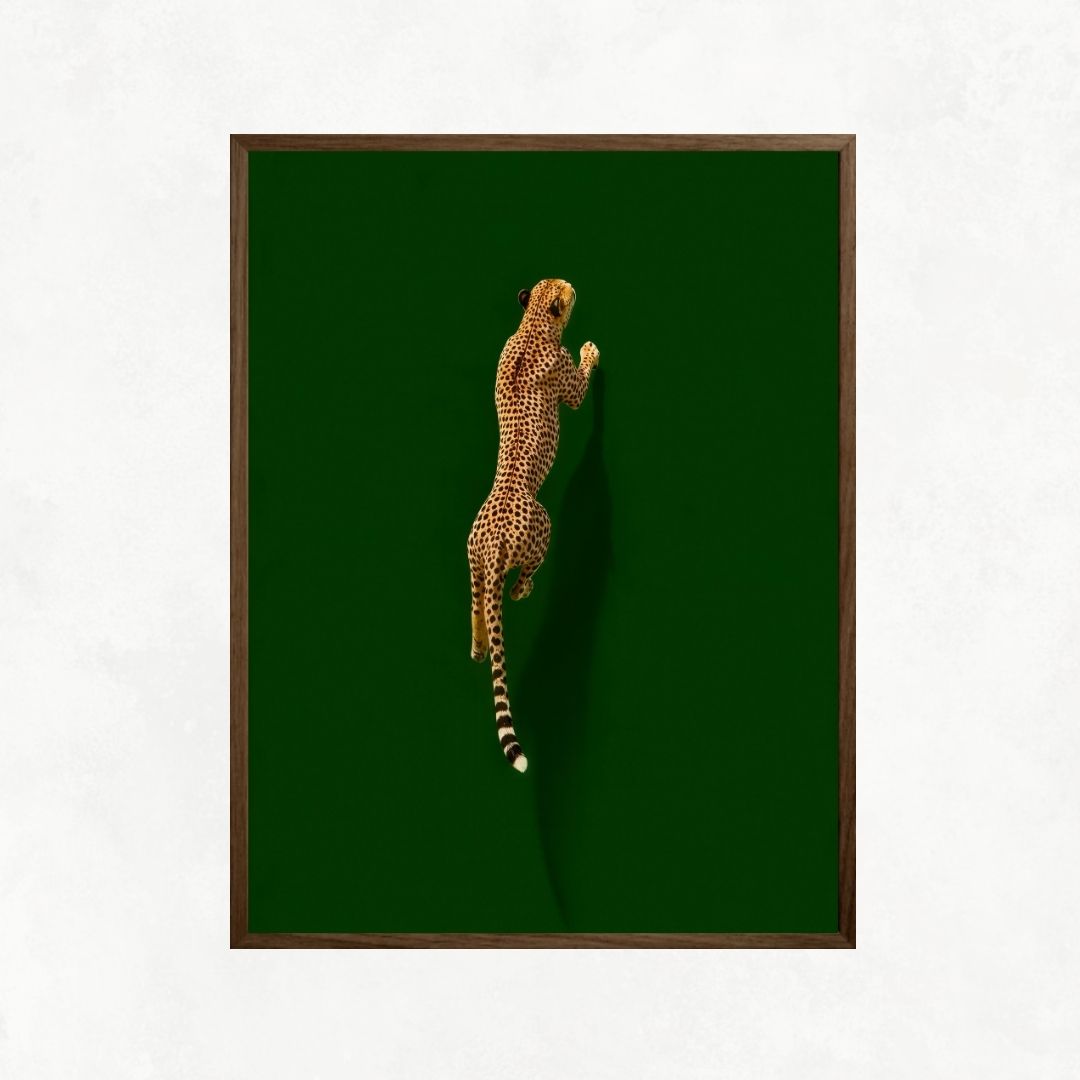Cheetah on Green