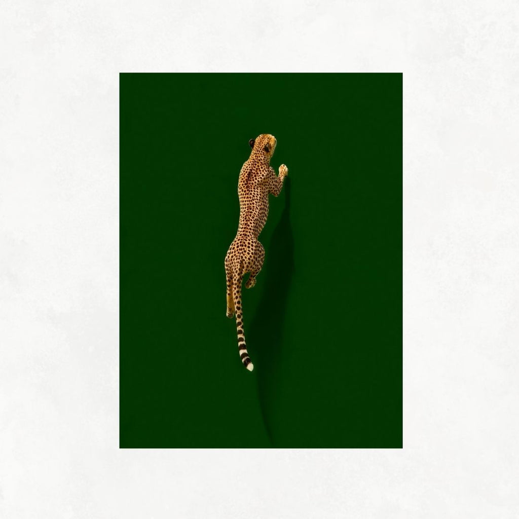 Cheetah on Green