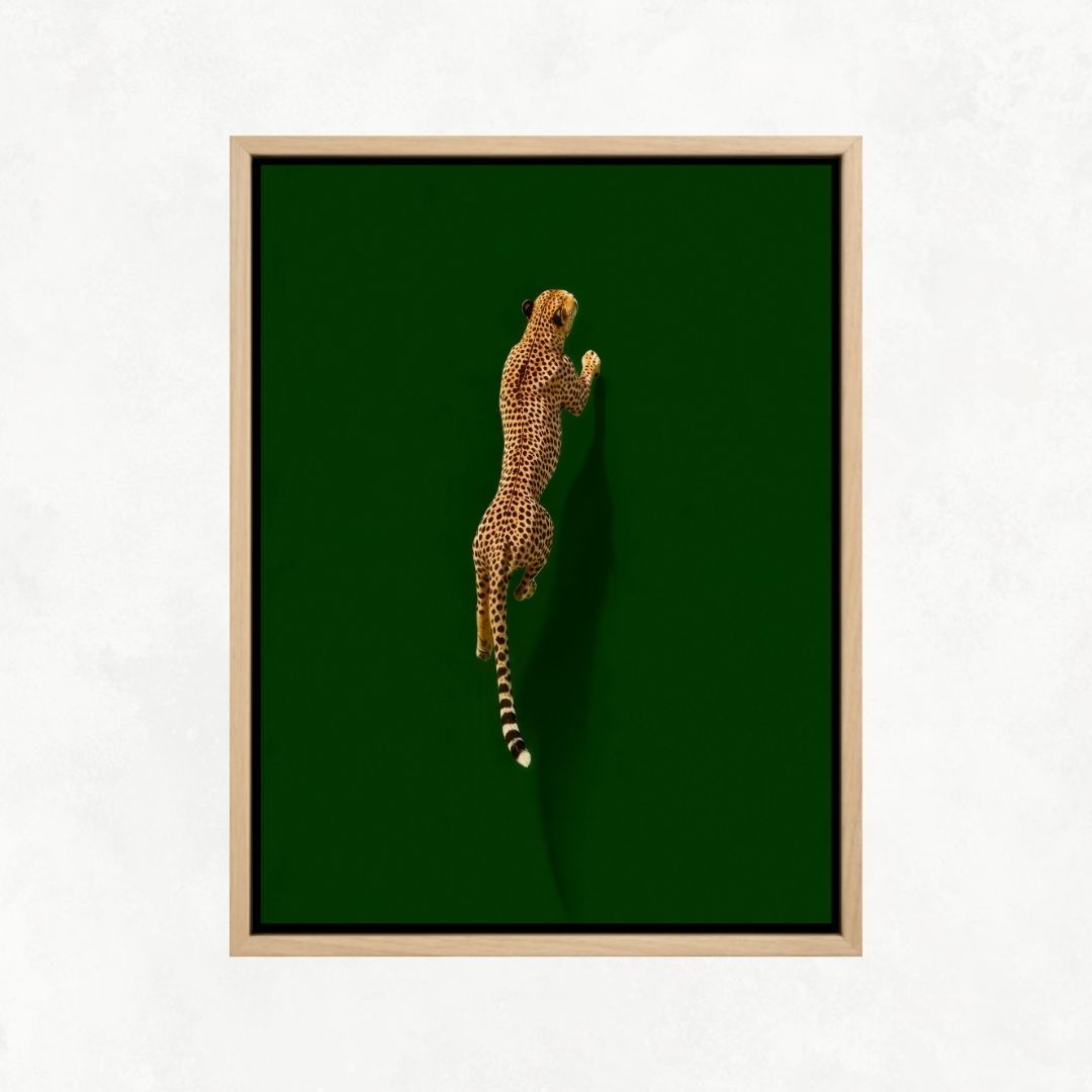 Cheetah on Green
