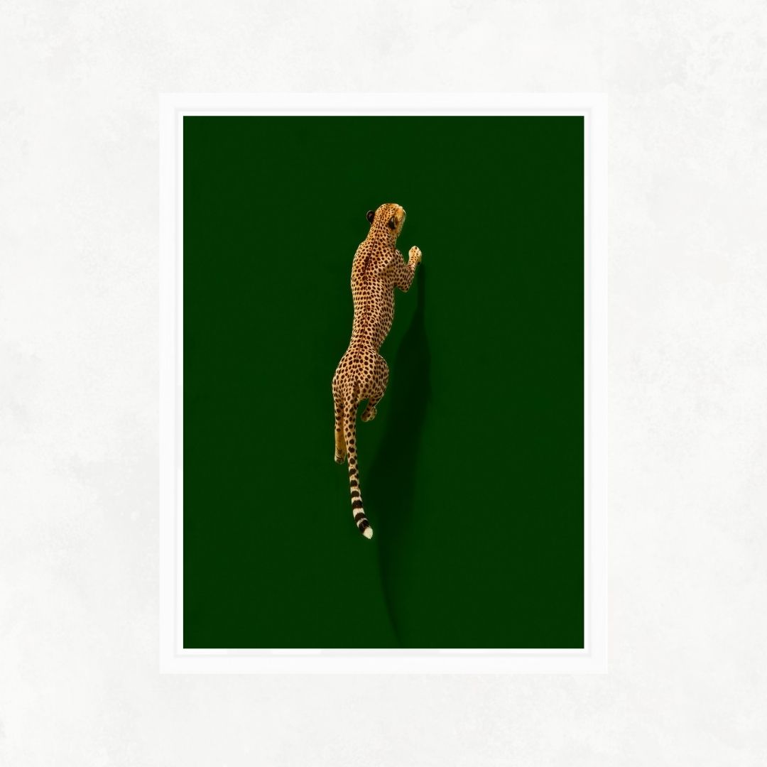 Cheetah on Green