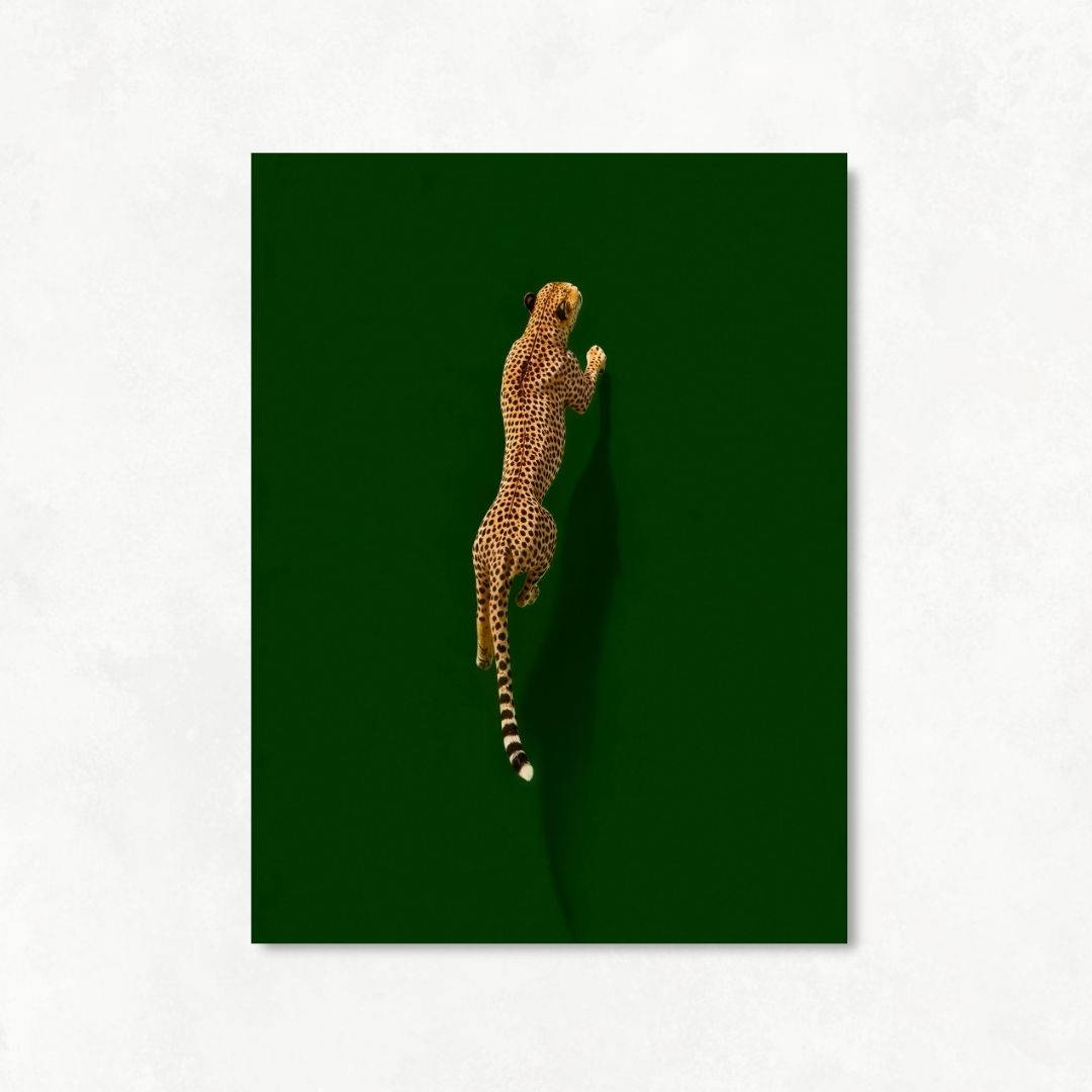 Cheetah on Green