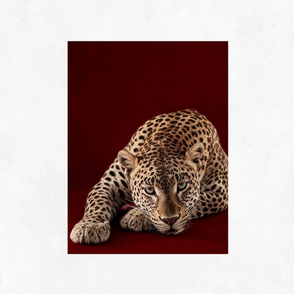 Cheetah on Red