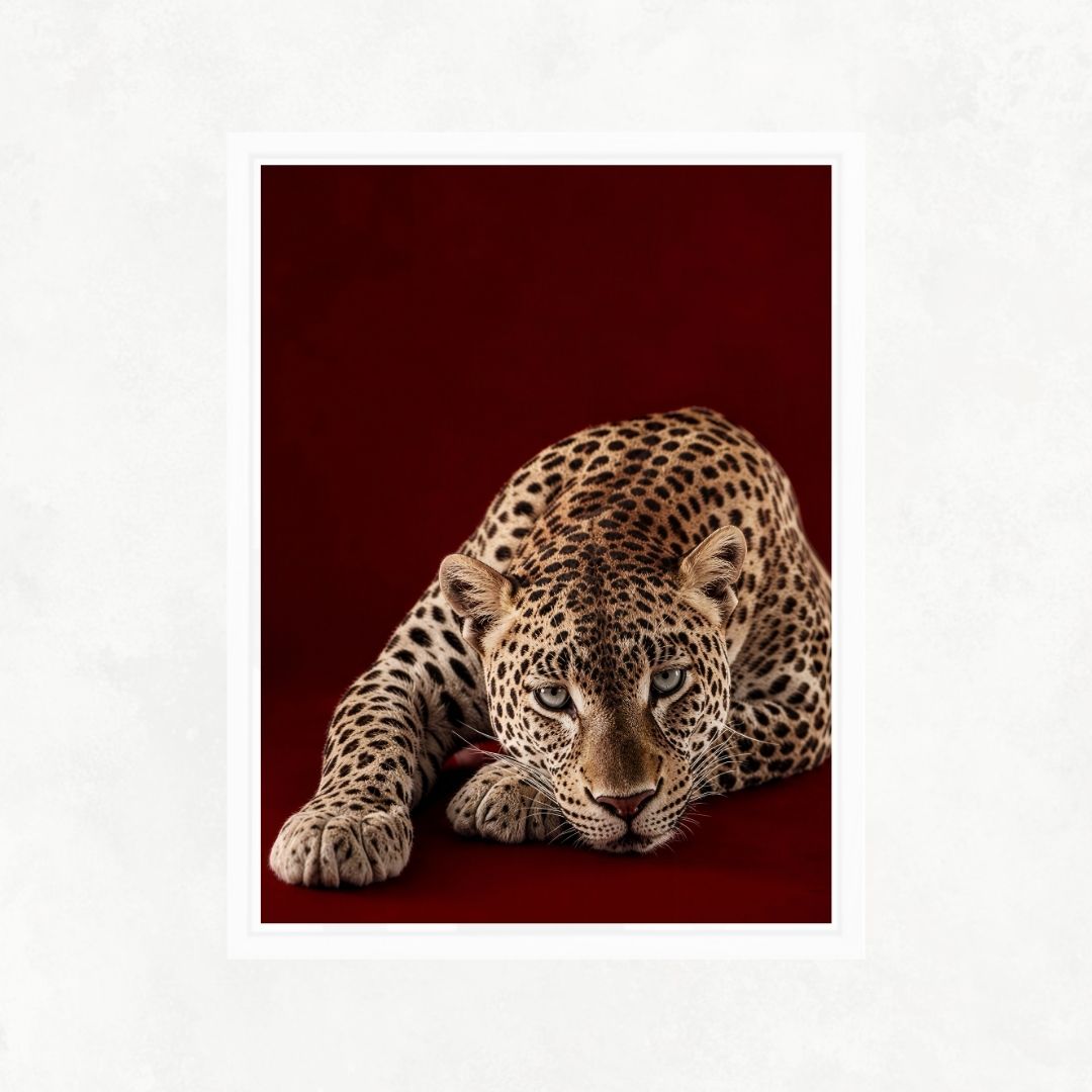 Cheetah on Red