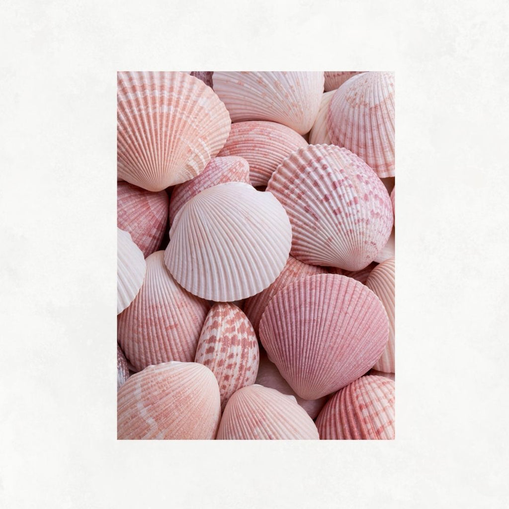 Pink Shells