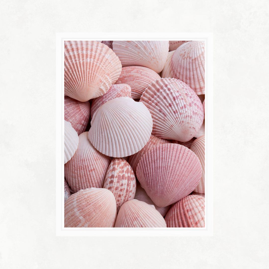 Pink Shells