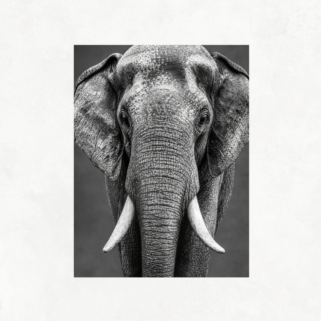 Elephant Look