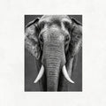 Elephant Look