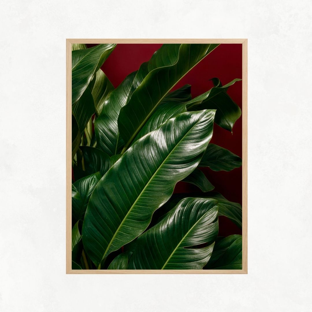 Plants with Red Background