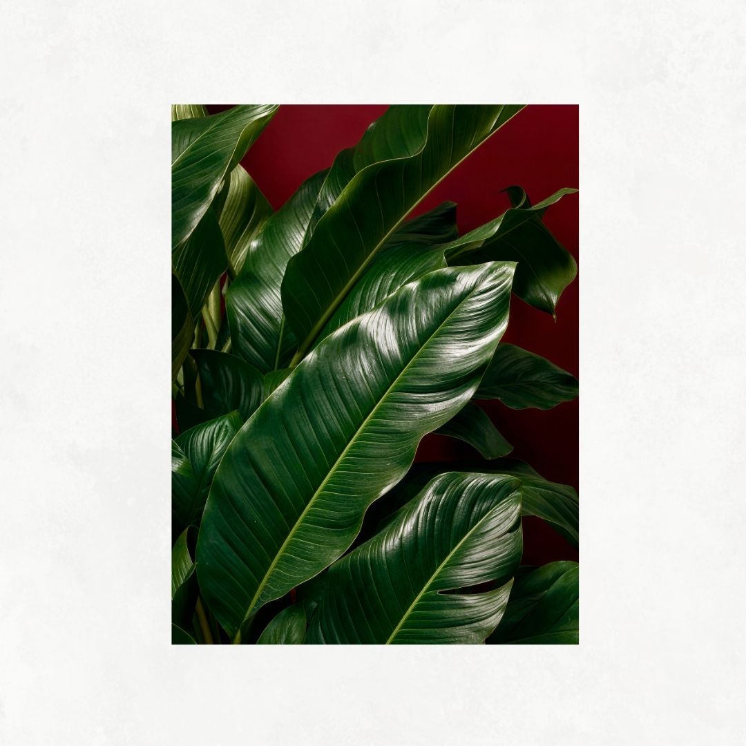 Plants with Red Background