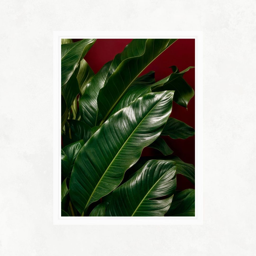 Plants with Red Background