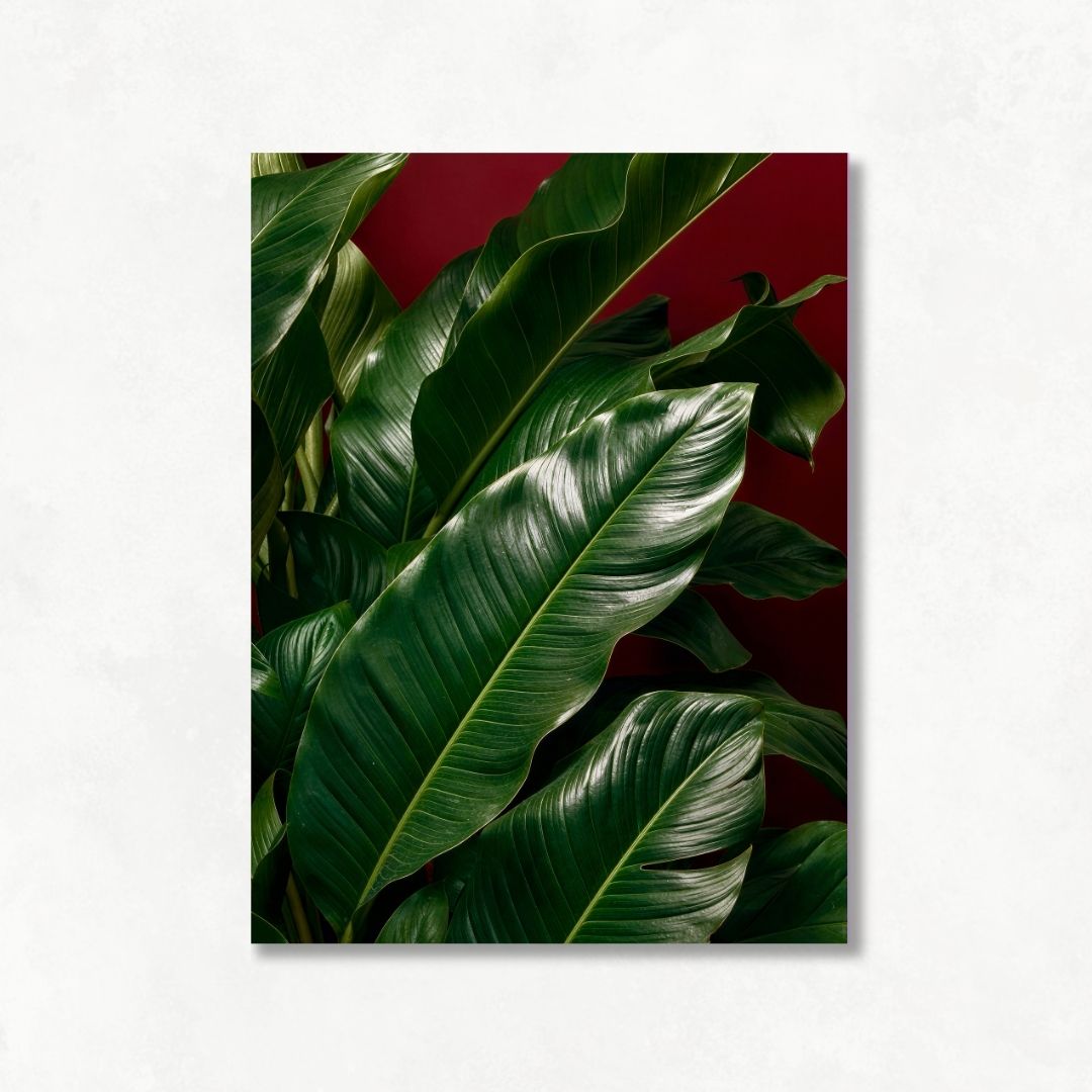 Plants with Red Background