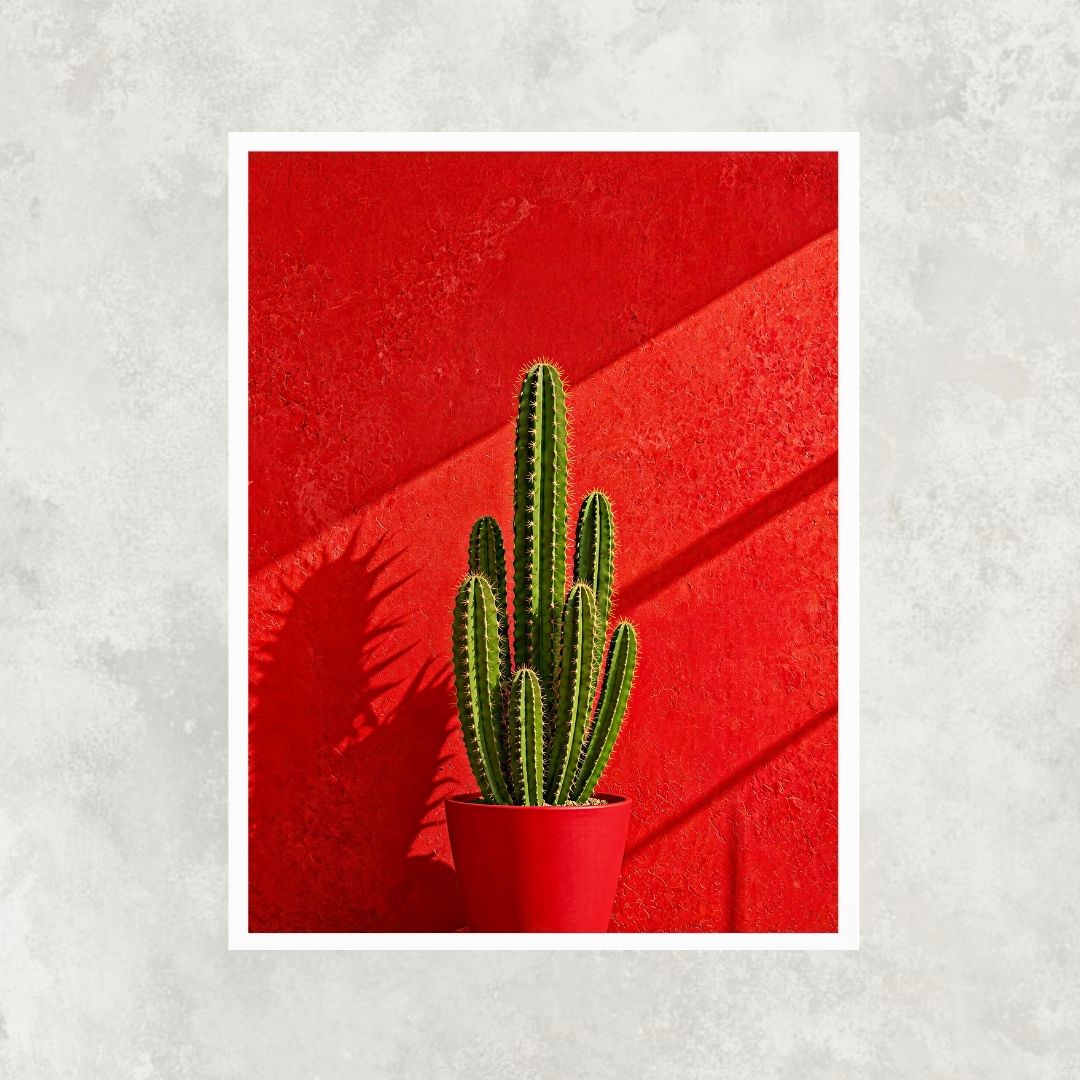 Cactus in Red