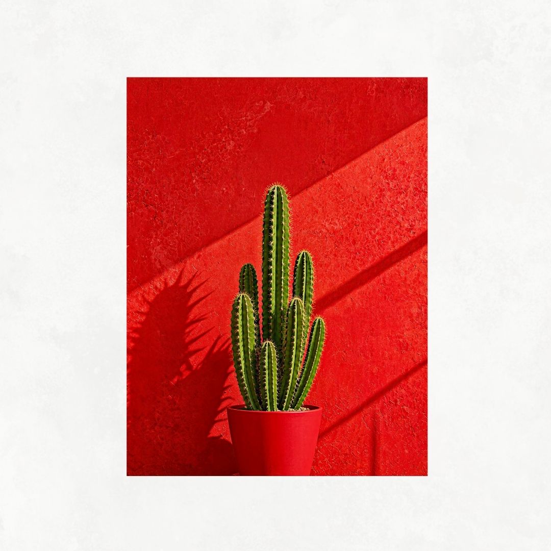 Cactus in Red