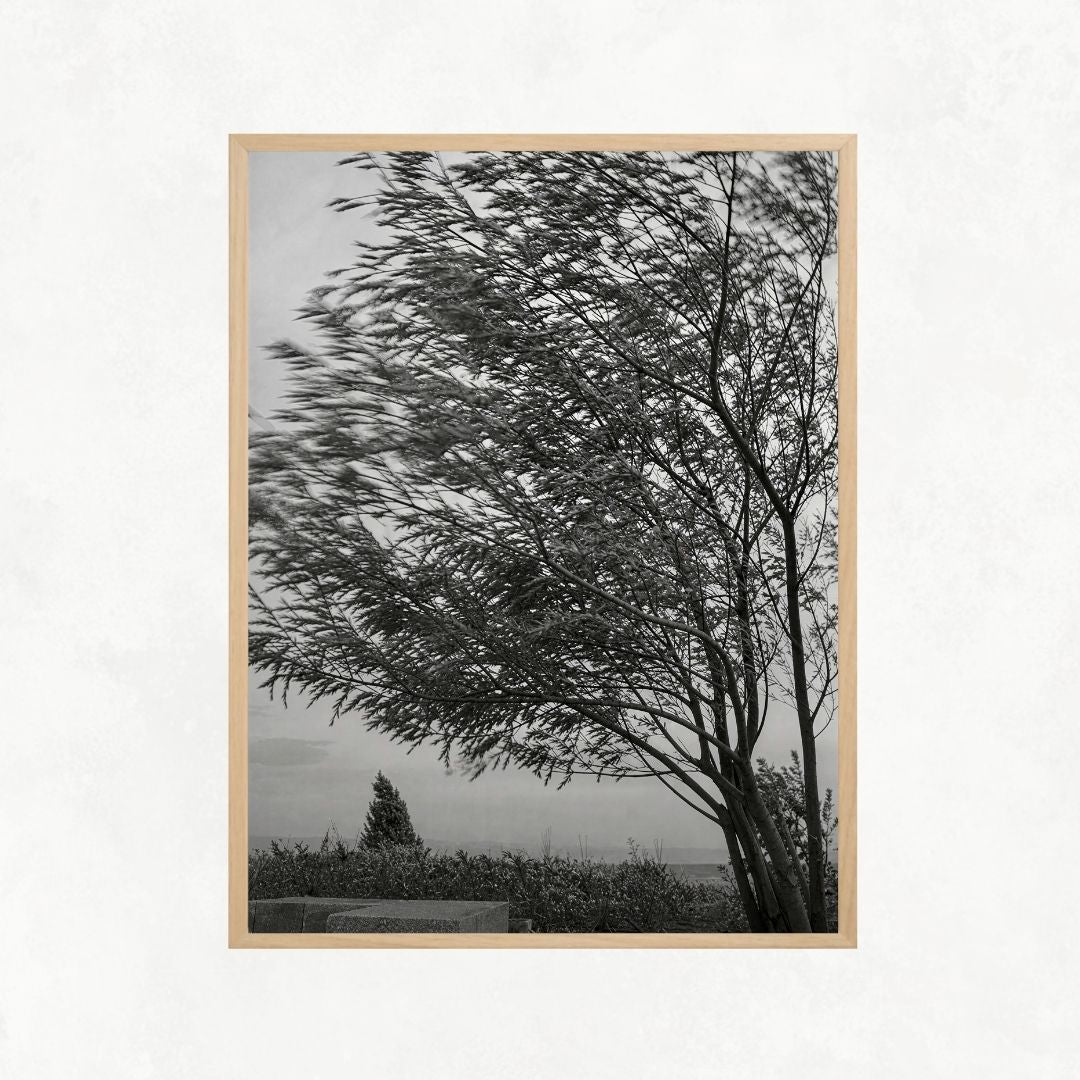 Trees in the Wind