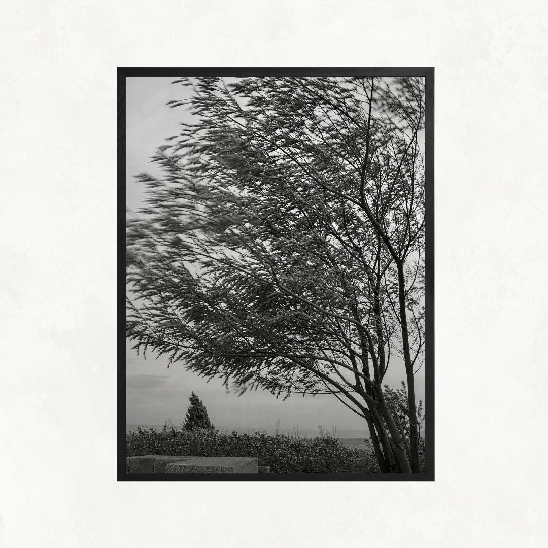 Trees in the Wind