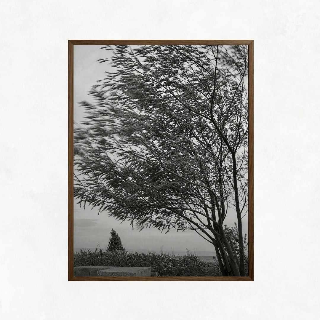 Trees in the Wind