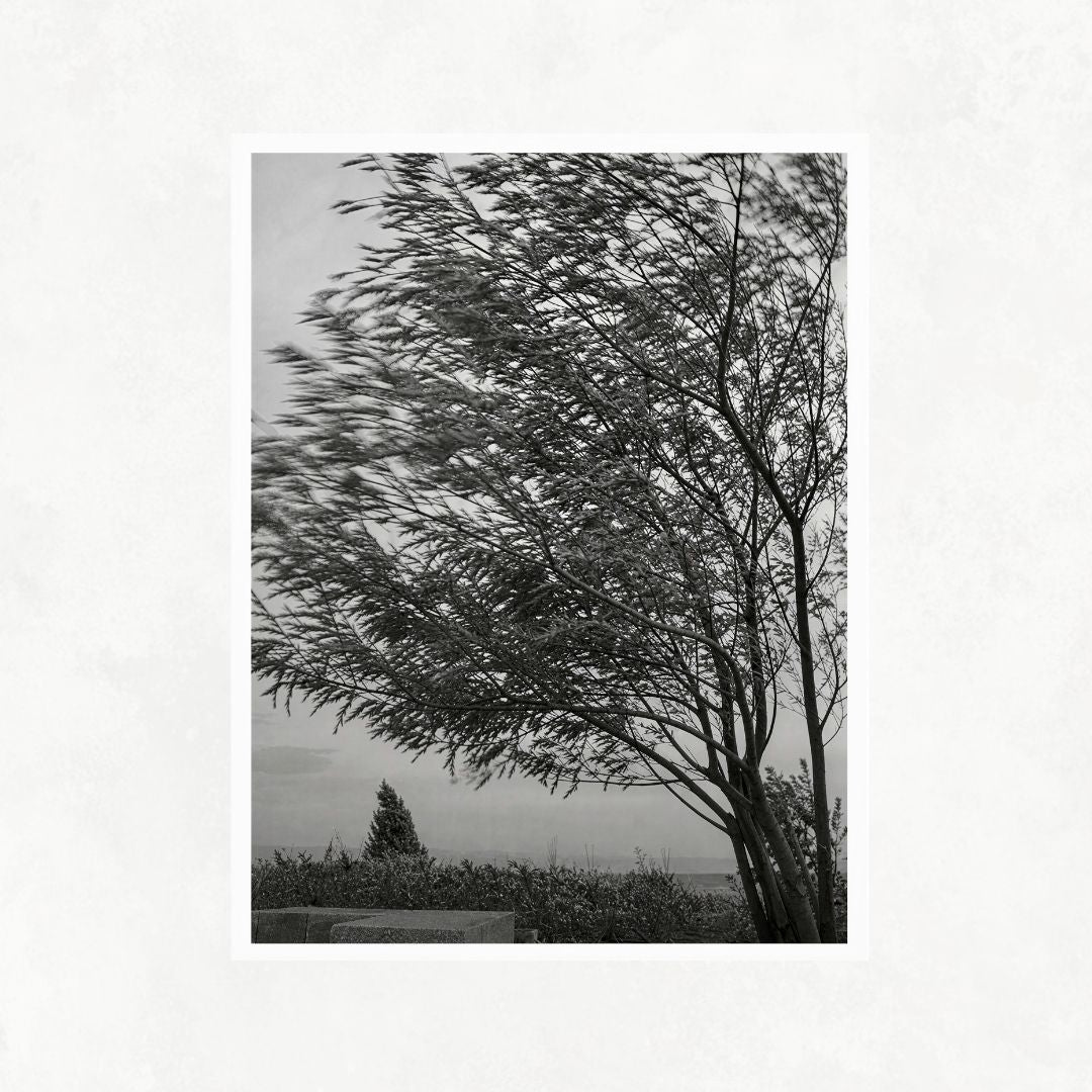 Trees in the Wind