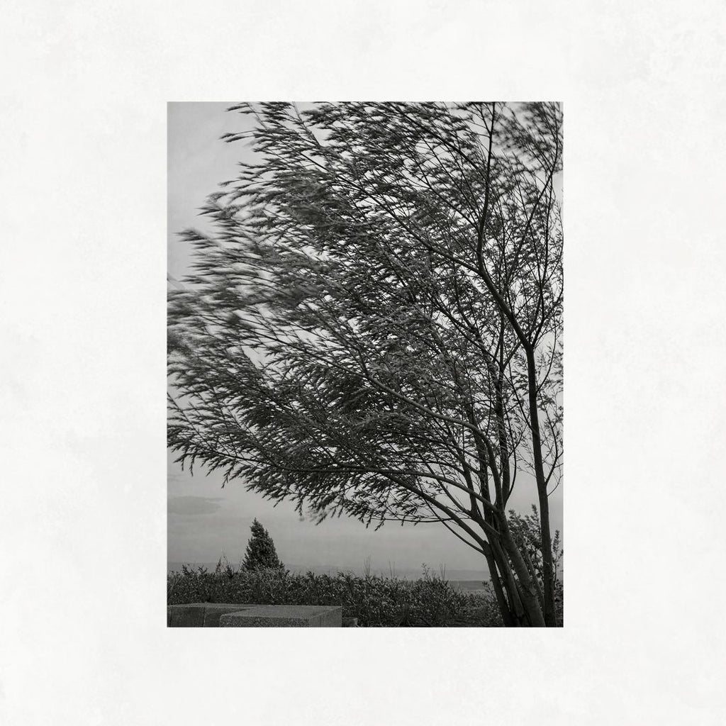 Trees in the Wind