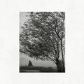Trees in the Wind