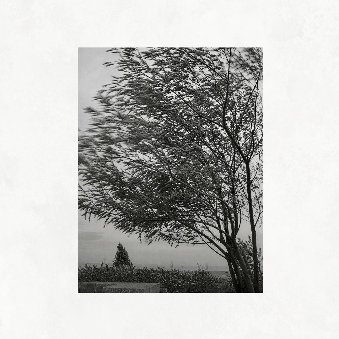 Trees in the Wind
