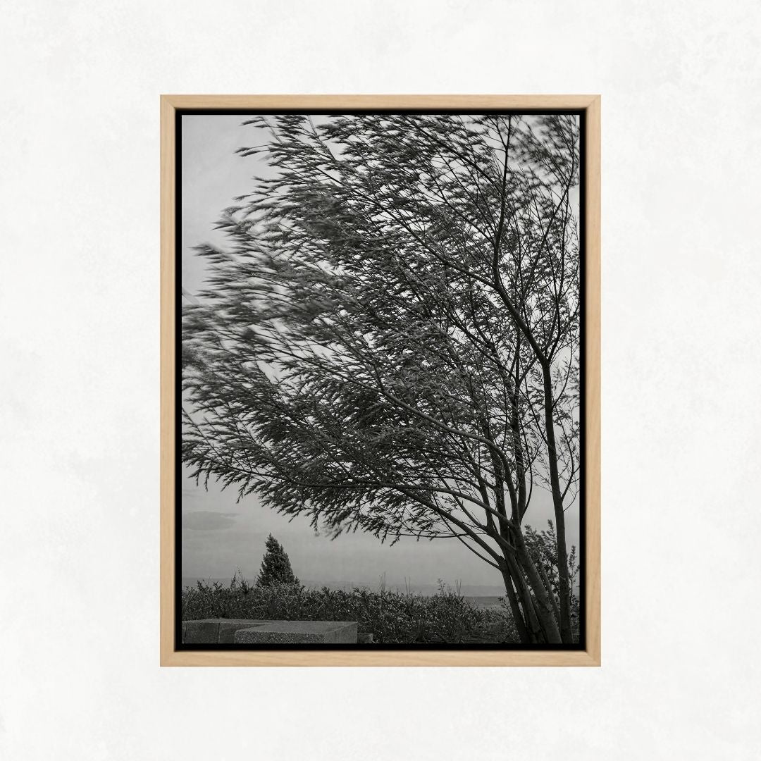 Trees in the Wind