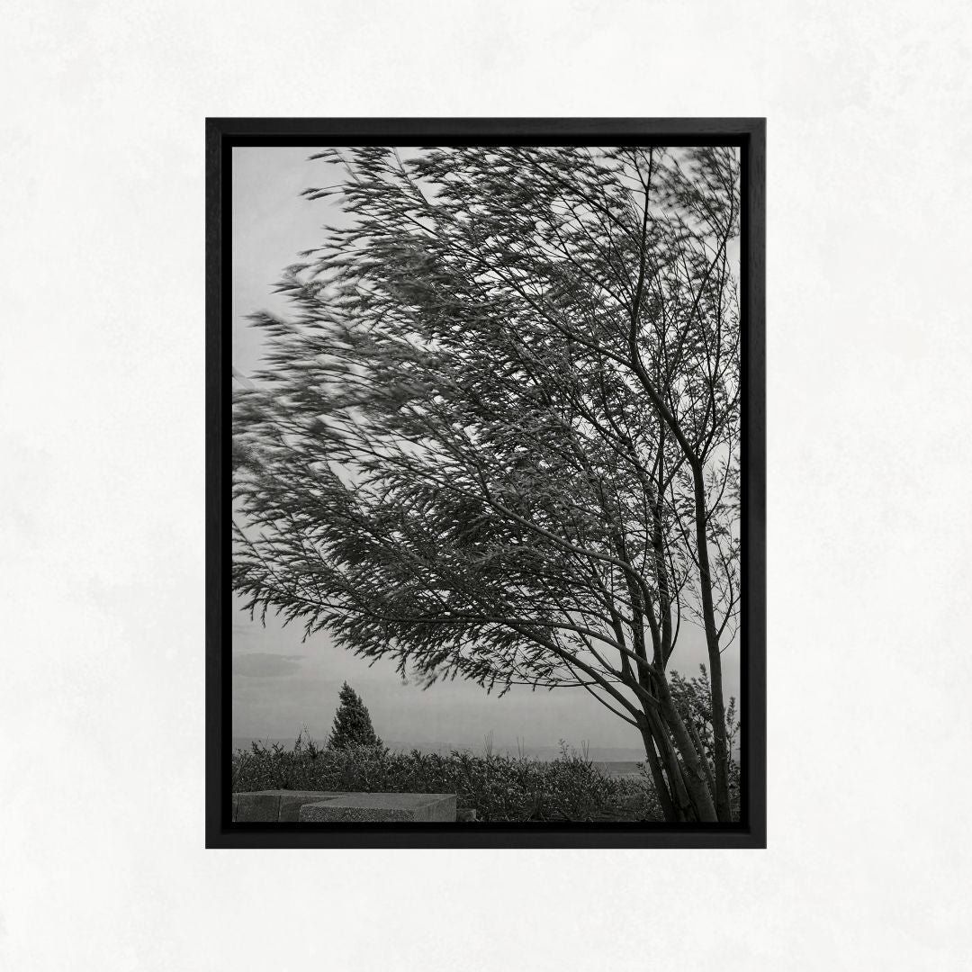 Trees in the Wind