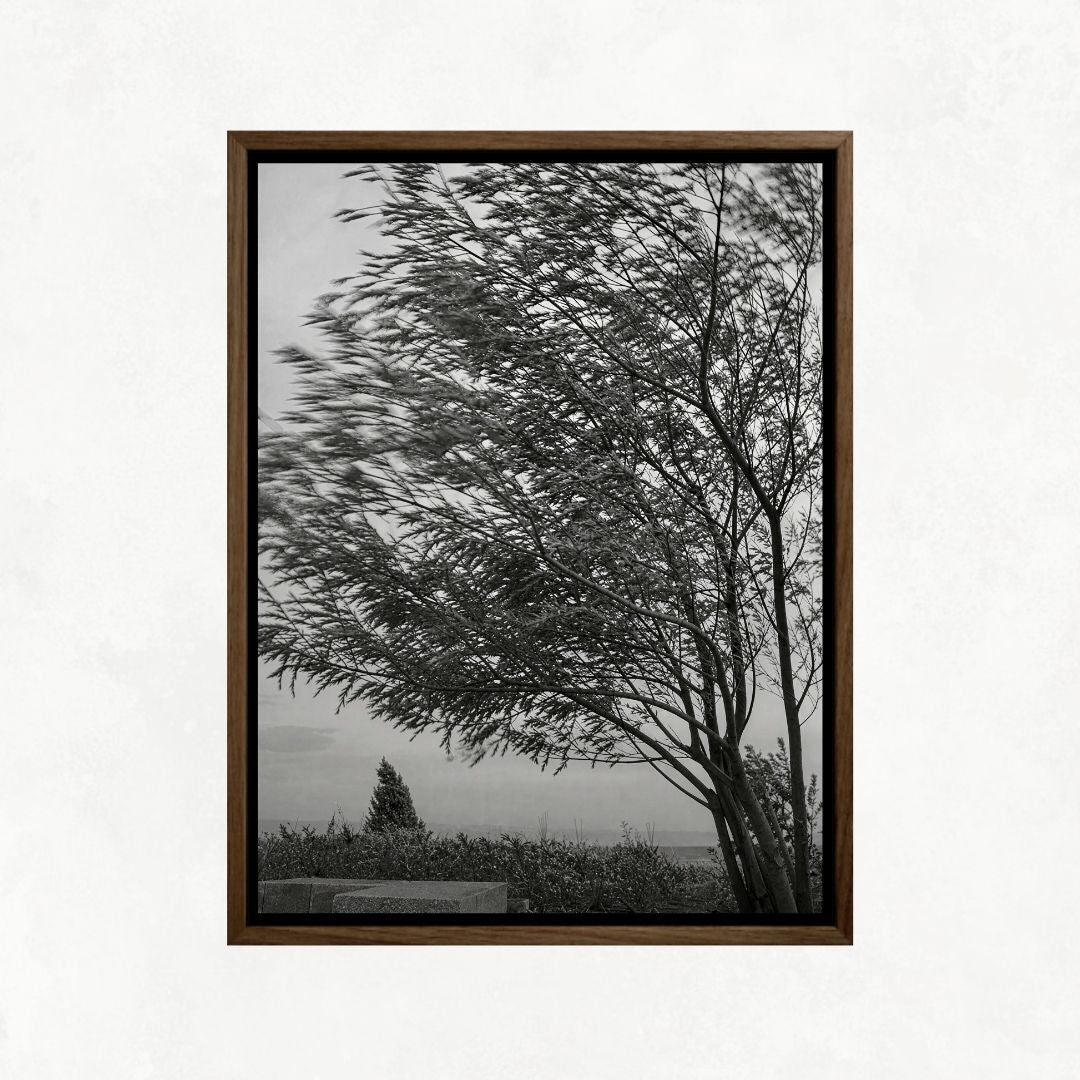 Trees in the Wind