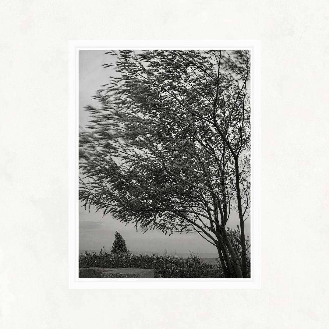 Trees in the Wind