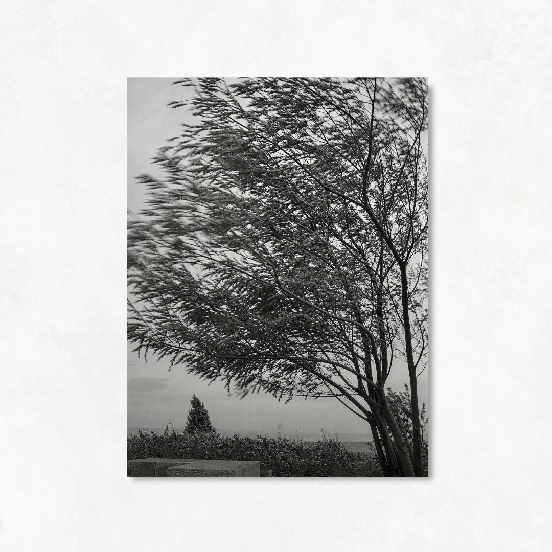 Trees in the Wind